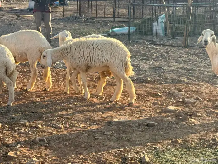 مراح حريات 2