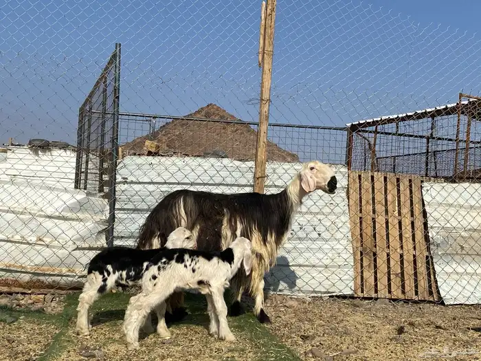 نعجه نجديه صنف الصنف والد تحتها ثنين طليان 16