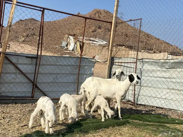 نعاج حبص متاويم 2 تحتهن 4 13