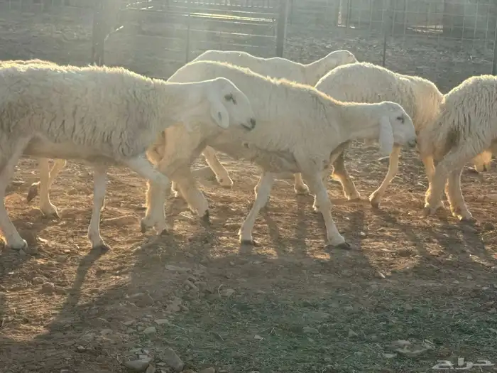 مراح حريات 3