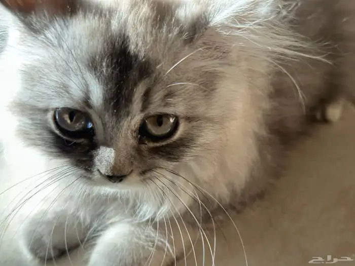 قطط سكوتش للبيع 13