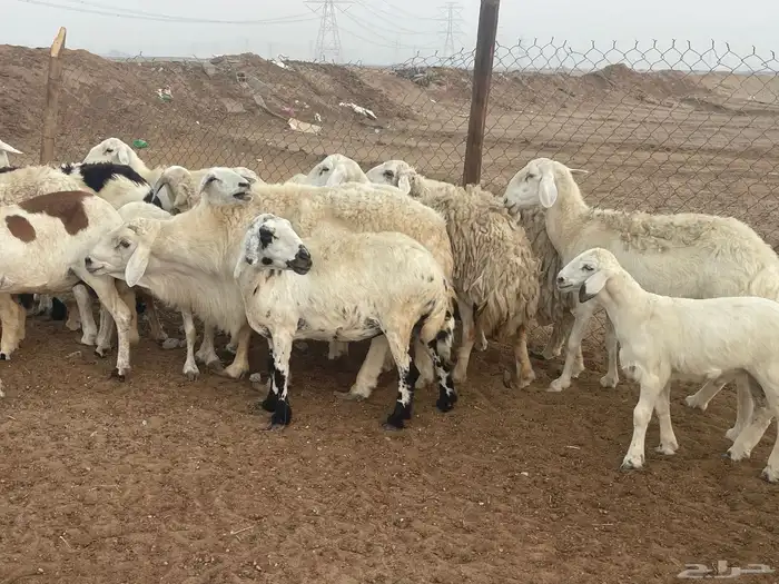 62 غنم حريات مراح واحد ولد ودفيع حرش صغار سن تم البيع 14