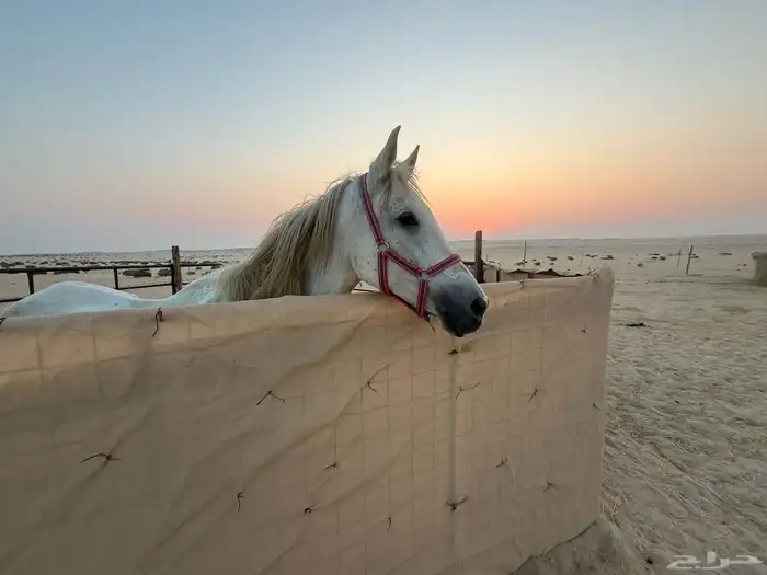 فرس شعبية للبيع جاهزه للتشبيه 0