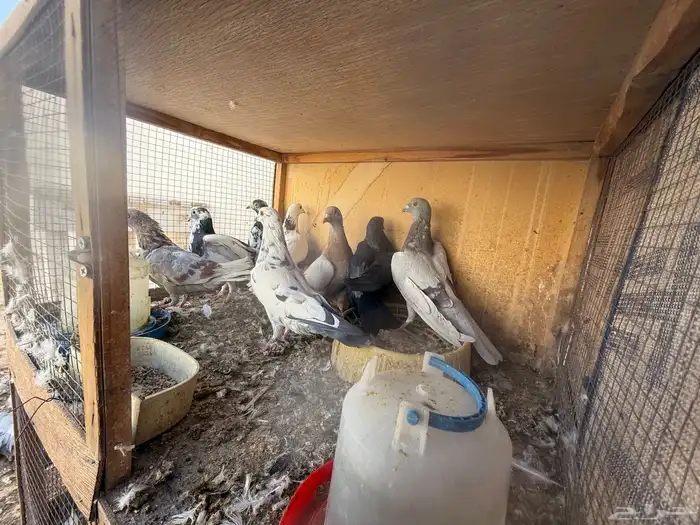 حمام مشكل عدد 9 0