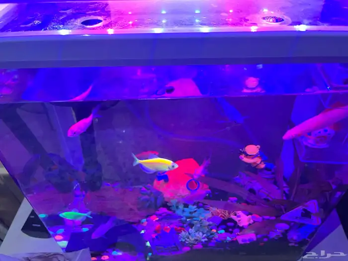 للبيع حوض سمك جميل ونظيف جدا مع كااامل تجهيزاته 8