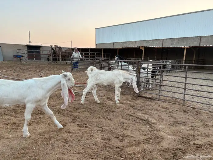 فحول تيوس مطورات عدد 2 13