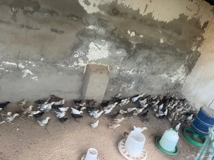 دجاج العمر شهر واسبوع 0