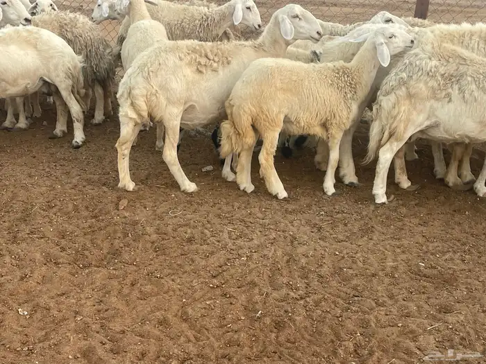 62 غنم حريات مراح واحد ولد ودفيع حرش صغار سن تم البيع 2