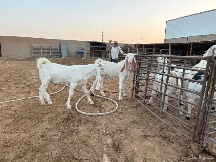 فحول تيوس مطورات عدد 2 10