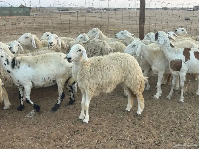 62 غنم حريات مراح واحد ولد ودفيع حرش صغار سن تم البيع 9