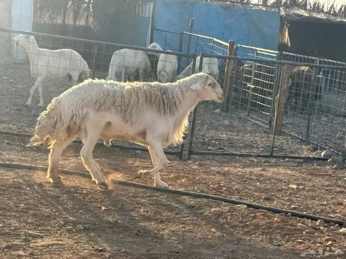 مراح حريات 0