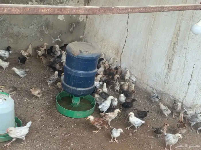 دجاج العمر شهر واسبوع 2