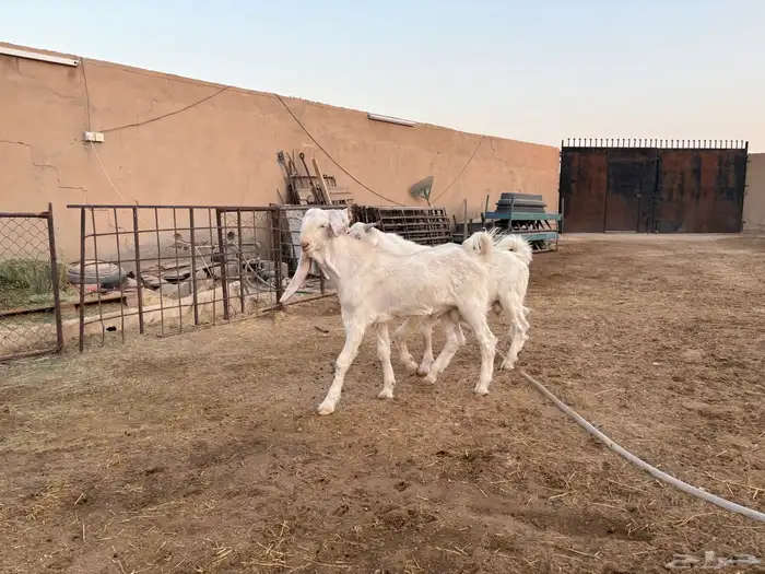 فحول تيوس مطورات عدد 2 5