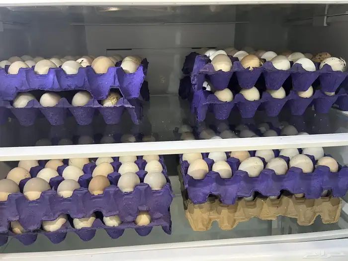 بيض بلدي مائدة 0