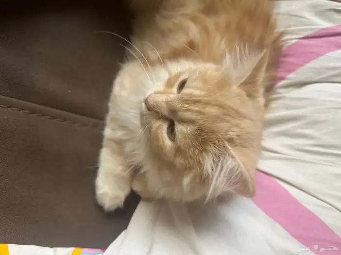 قط ذكر للتبني عمره سنه 0