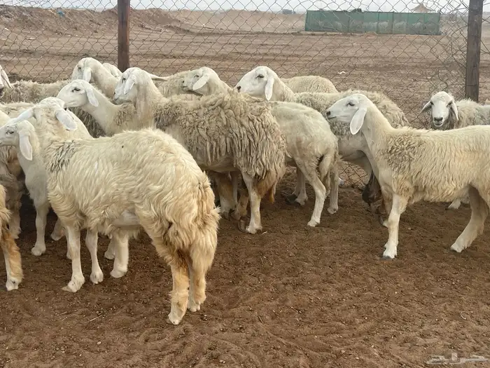 62 غنم حريات مراح واحد ولد ودفيع حرش صغار سن تم البيع 16