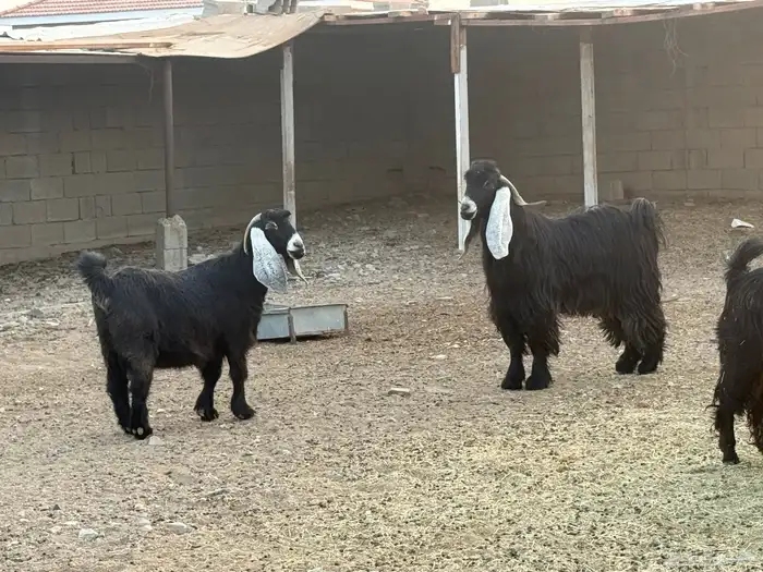 تيس عارضي صنف مشروط 2