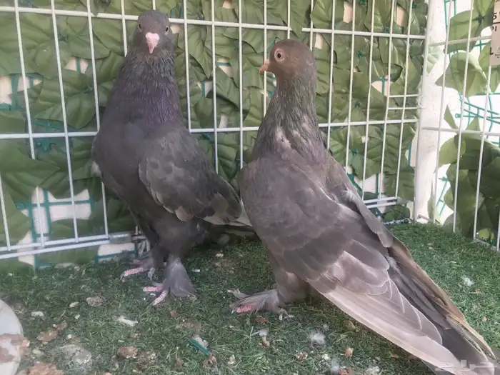 طبه طحيني توب 2