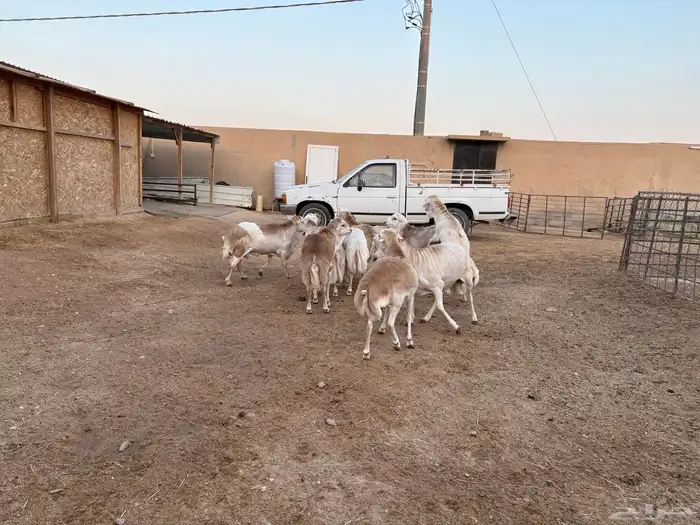 رفيدي صومالي تربيه 5 أشهر خرفان عدد 10 سومها 860 10