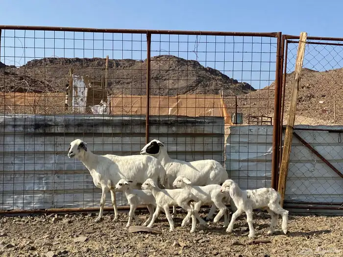 نعاج حبص متاويم 2 تحتهن 4 0