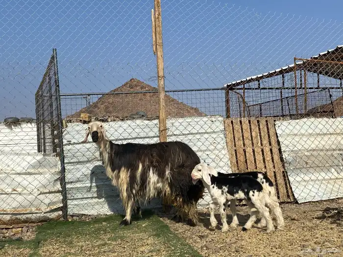 نعجه نجديه صنف الصنف والد تحتها ثنين طليان 2