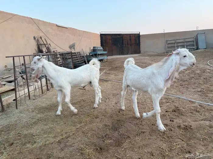 فحول تيوس مطورات عدد 2 4