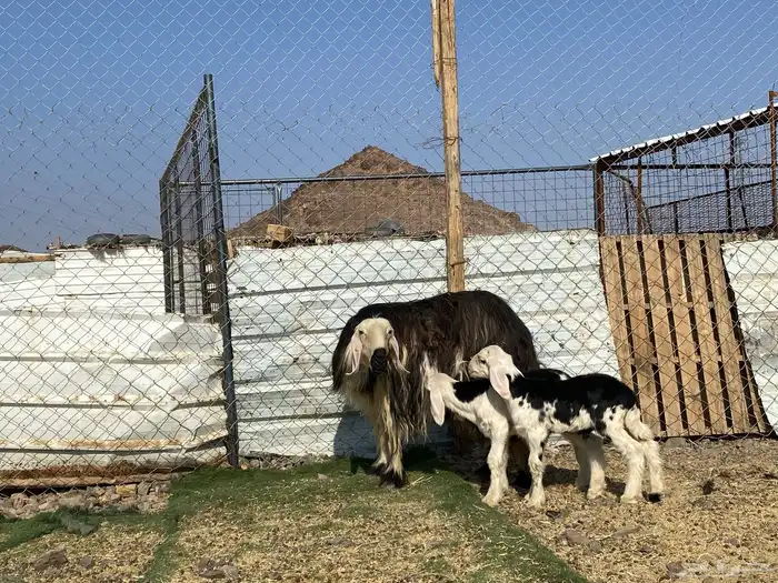 نعجه نجديه صنف الصنف والد تحتها ثنين طليان 4