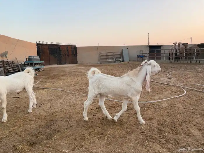 فحول تيوس مطورات عدد 2 2