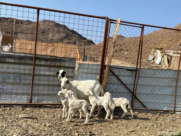 نعاج حبص متاويم 2 تحتهن 4 20