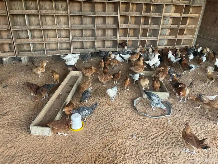 للبيع دجاج بياض بلدي ودجاج تركي 3