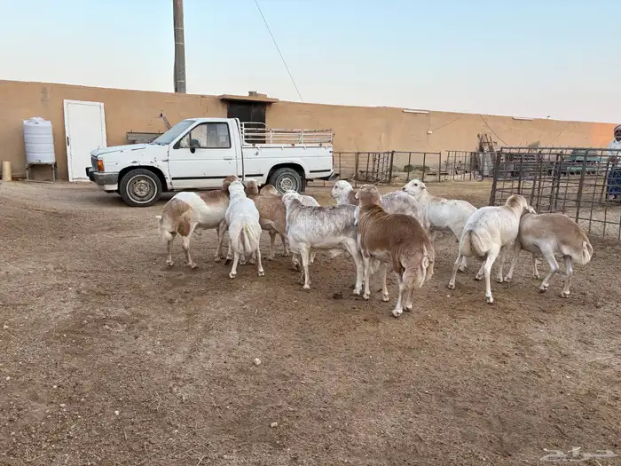 رفيدي صومالي تربيه 5 أشهر خرفان عدد 10 سومها 860 8
