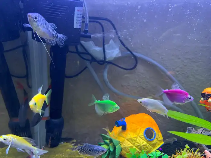 للبيع حوض سمك جميل ونظيف جدا مع كااامل تجهيزاته 4