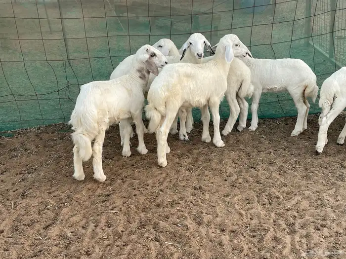 62 غنم حريات مراح واحد ولد ودفيع حرش صغار سن تم البيع 26