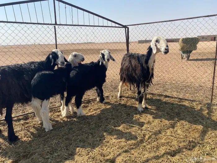 نجد مواليد 0