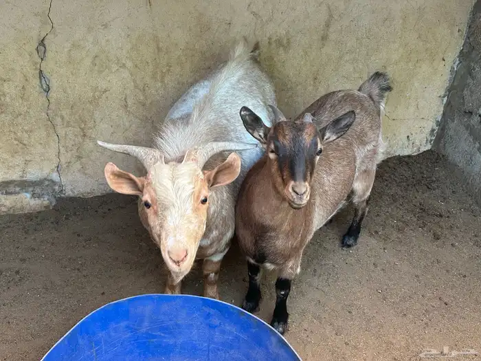 جوز قزمي ماكس 1