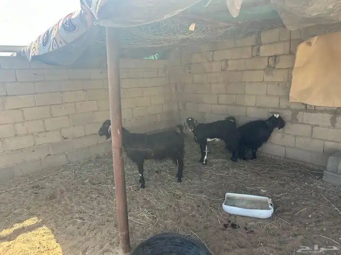 معزا للبيع 2