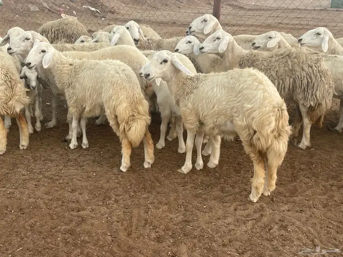 62 غنم حريات مراح واحد ولد ودفيع حرش صغار سن تم البيع 3