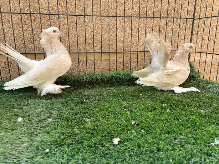 زوج كرنقو ليمون 0