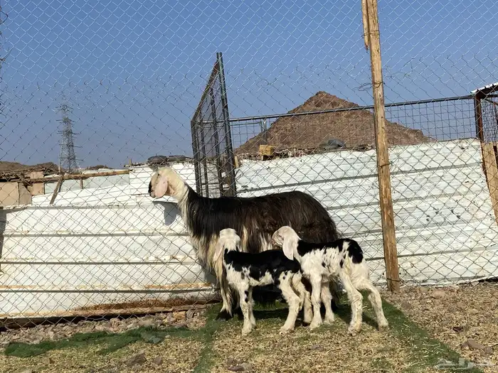 نعجه نجديه صنف الصنف والد تحتها ثنين طليان 8