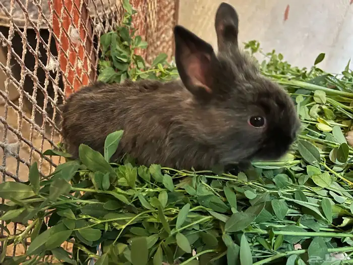 أرنب من نوع فرنسي 3