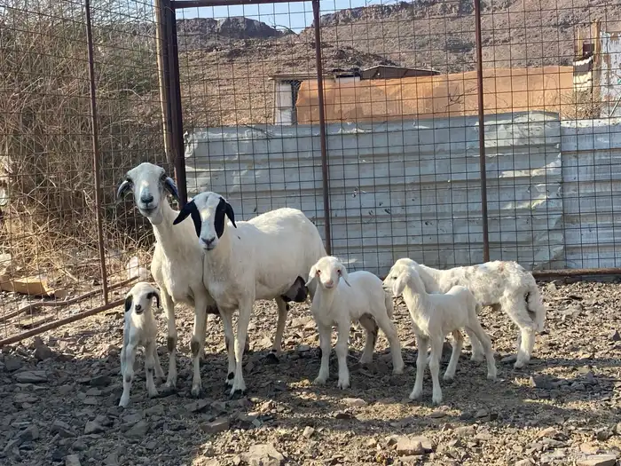 نعاج حبص متاويم 2 تحتهن 4 7