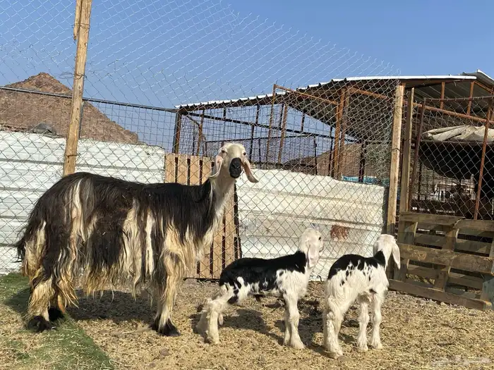 نعجه نجديه صنف الصنف والد تحتها ثنين طليان 0