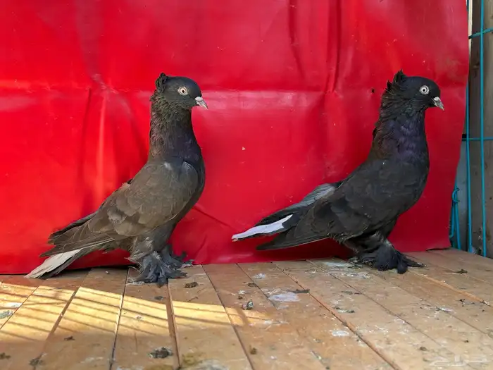 جوز اسود محروق خطين مذيل 0