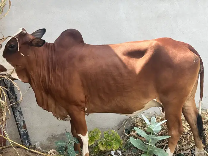 ماشاءالله بقر بلديه طيبه عمرها سديس رعويه هاديه 2