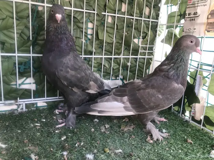 طبه طحيني توب 8