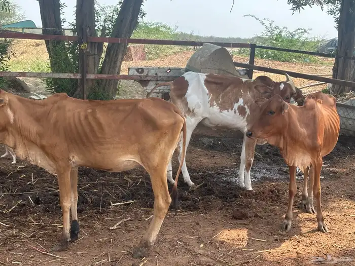 ثلاث خبيش بلدي للبيع 0