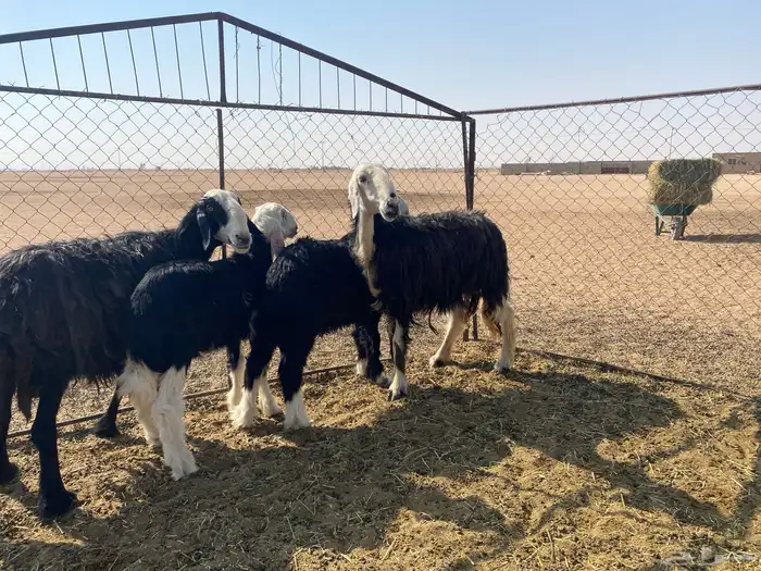 نجد مواليد 2