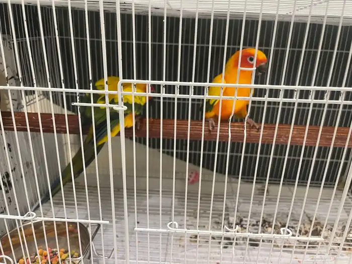 زوج صن كنيور لاعلى سومه 2