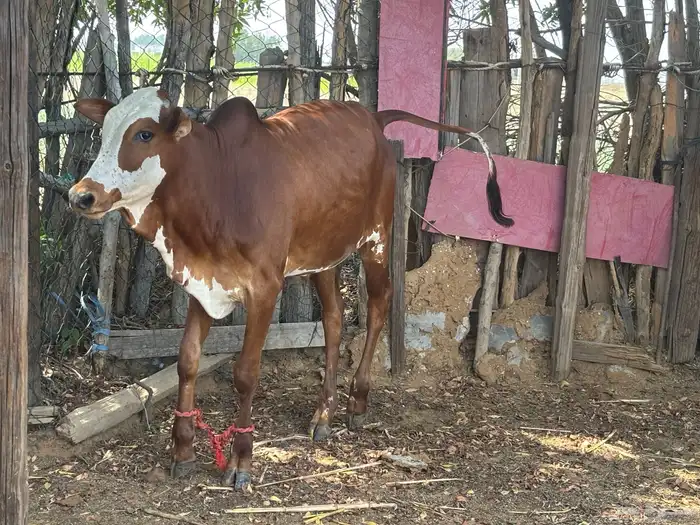 عجل 9شهور للبيع 3