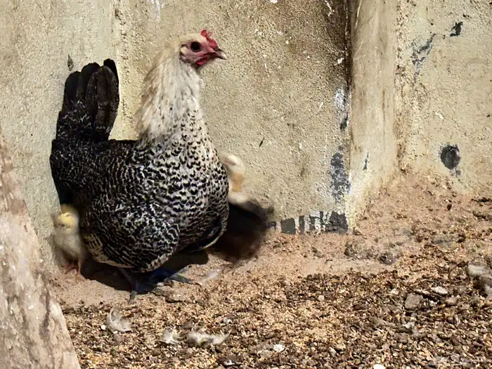 دجاجه معها 9 صيصان للبيع 2